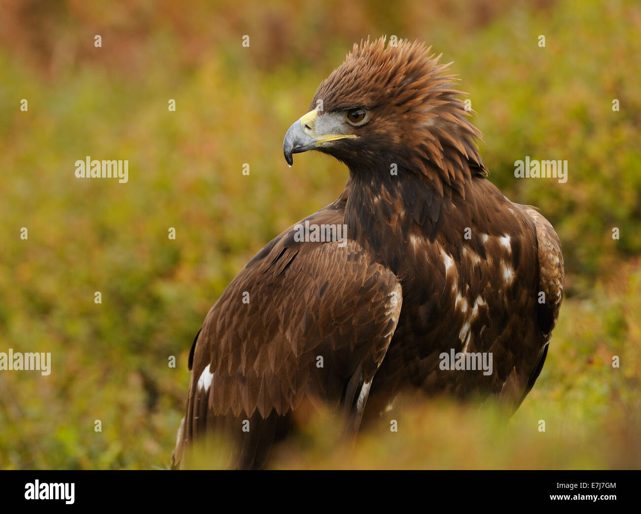 Golden Eagle, nel mezzo di autunno vegetazione colorata in mostra il suo fiero o angriness mettendo la corona di piume Foto Stock