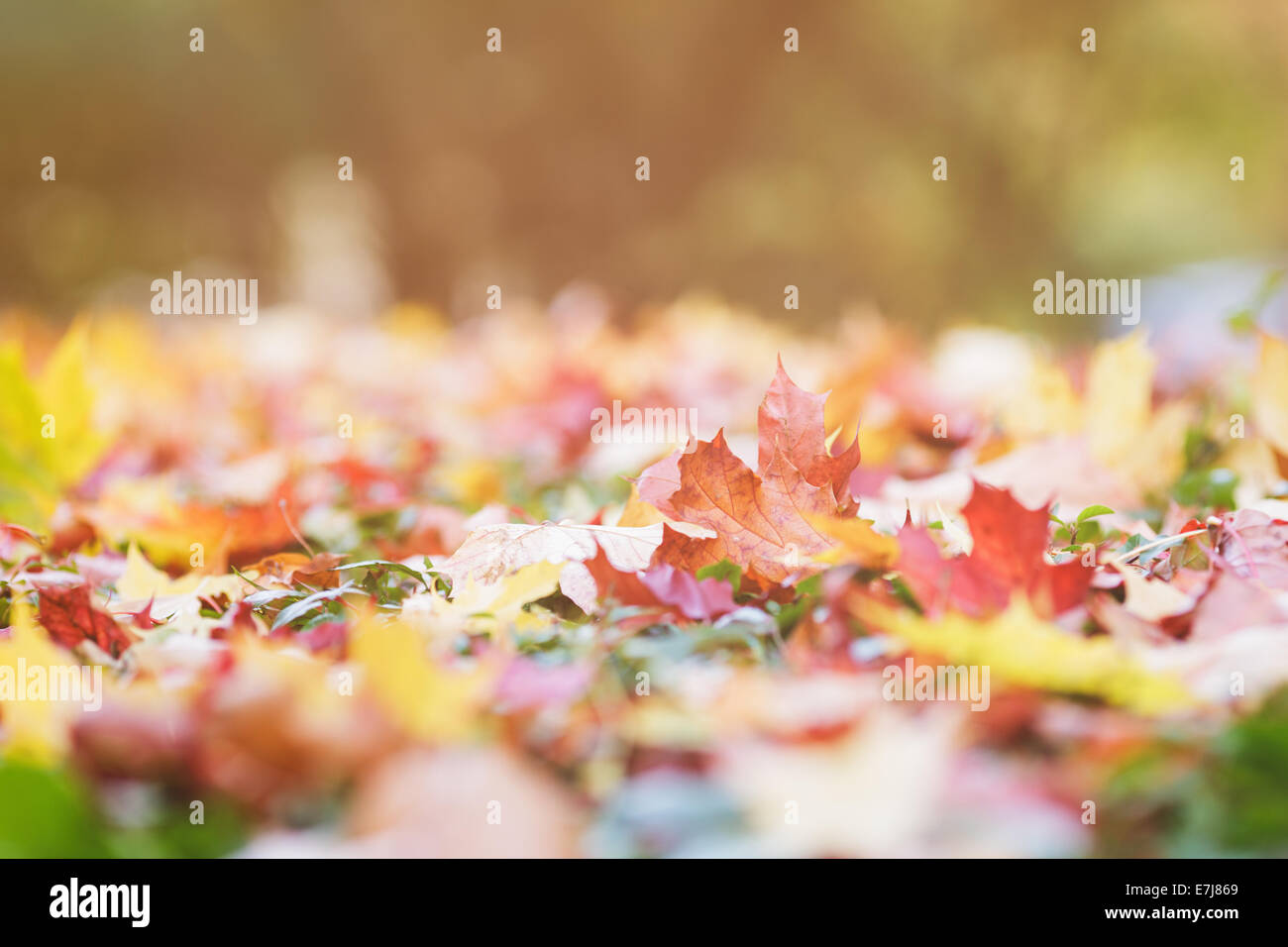 Autunno foglie di acero verde siepe, close up Foto Stock