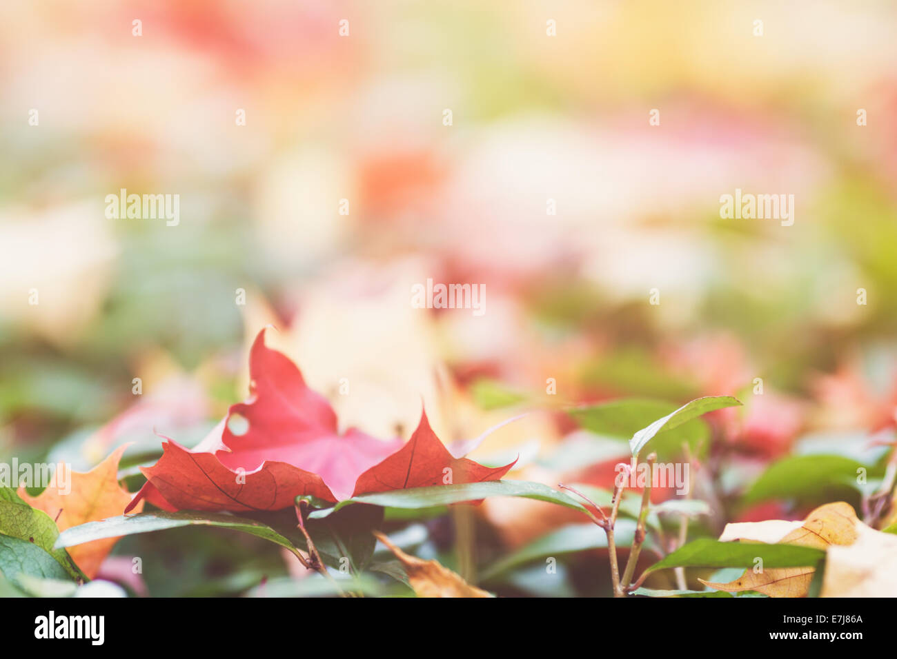 Autunno foglie di acero verde siepe, close up Foto Stock