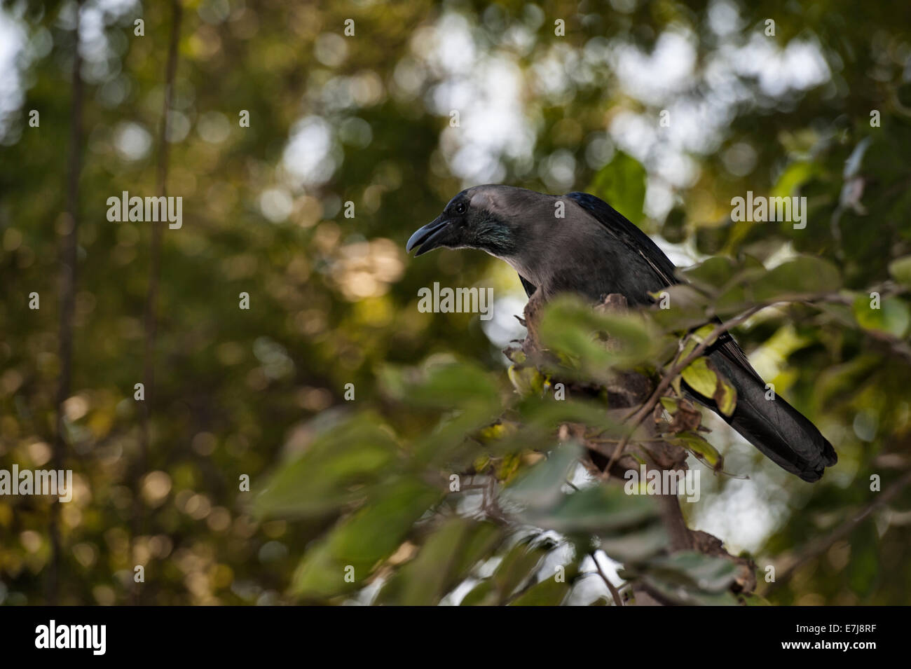 Casa Crow, Corvus splendens, Corvidae, Allahabad, India Foto Stock