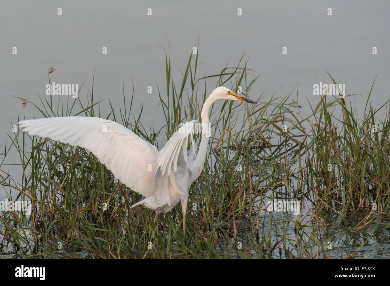 Airone bianco maggiore, Ardea alba, Ardeidi Japur, Rajasthan, India, Asia Foto Stock