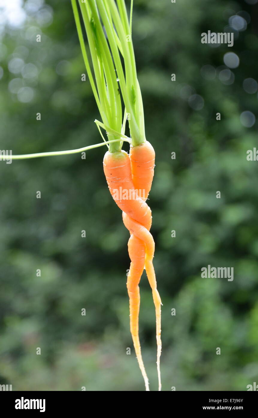 Due carote, che sono intrecciati insieme durante la crescita, vengono mantenuti per ispezione Foto Stock