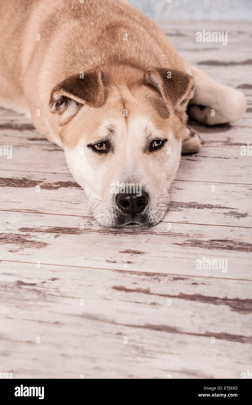 Akita Inu mixed-cane di razza, ritratto Foto Stock