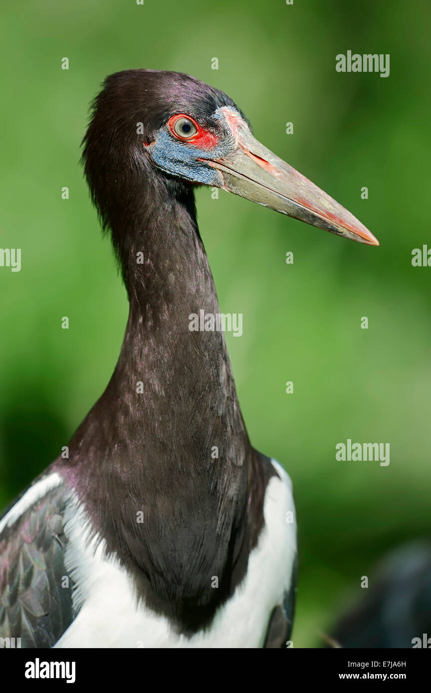 La Abdim Stork (Ciconia abdimii), ritratto, nativo di Africa, captive, Germania Foto Stock