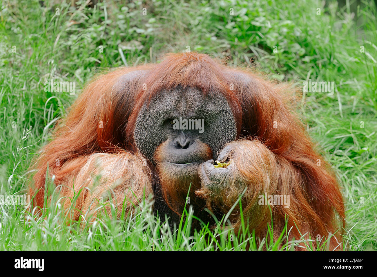Orangutan di Sumatra (Pongo pygmaeus abelii, pongo abelii), maschio, nativo di Sumatra, captive, Germania Foto Stock