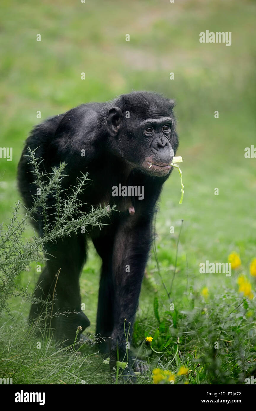 Bonobo (Pan paniscus), nativo di Africa, captive, Germania Foto Stock