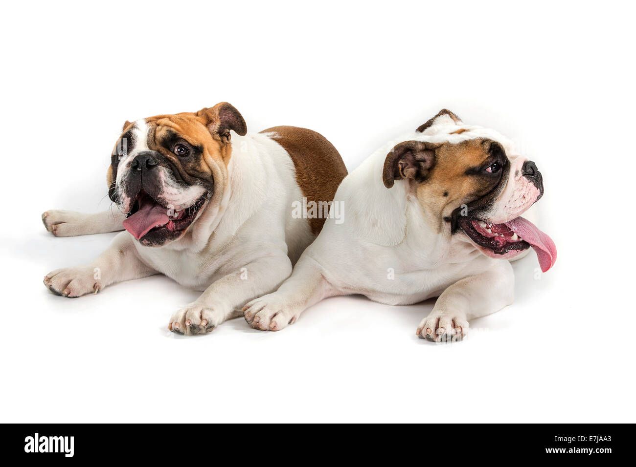 English Bulldog, due giovani Foto Stock