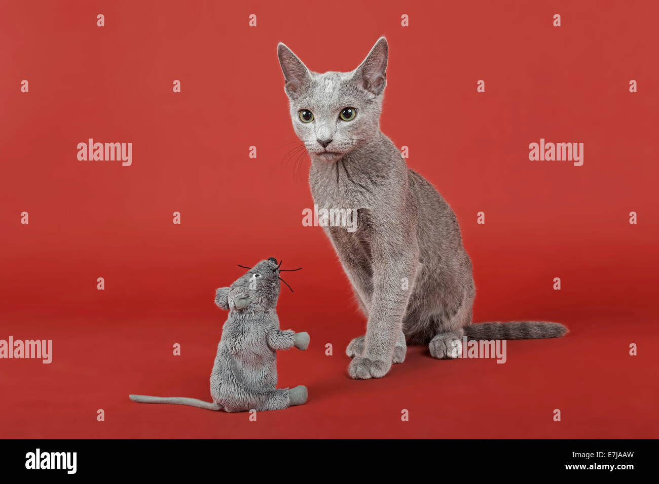 Blu di Russia gatto, gattino, 20 settimane, con mouse giocattolo Foto Stock