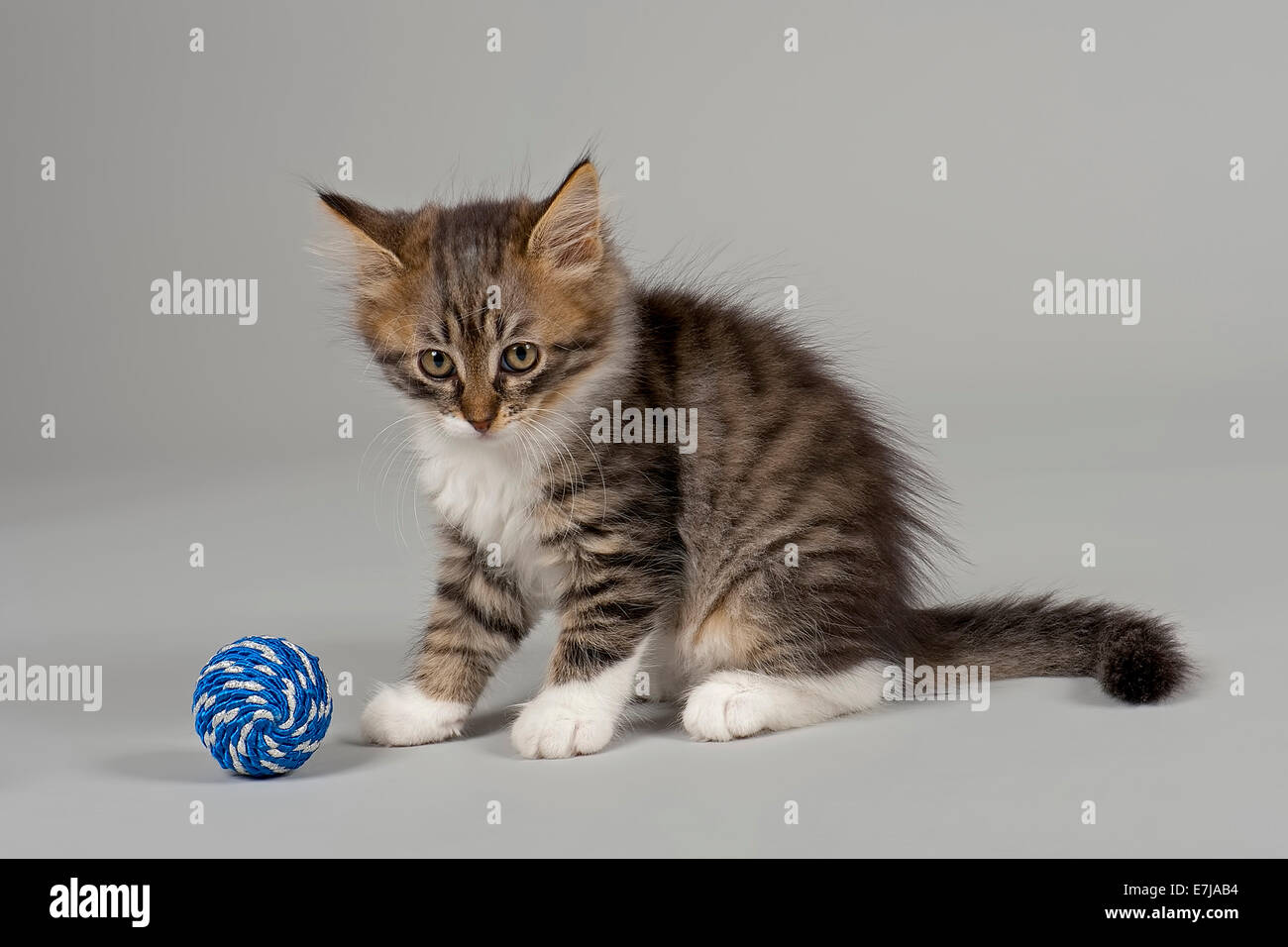 Gatto Siberiano, gattino, 7 settimane Foto Stock