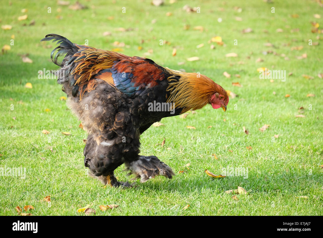 Bantam colorati galletto Foto Stock