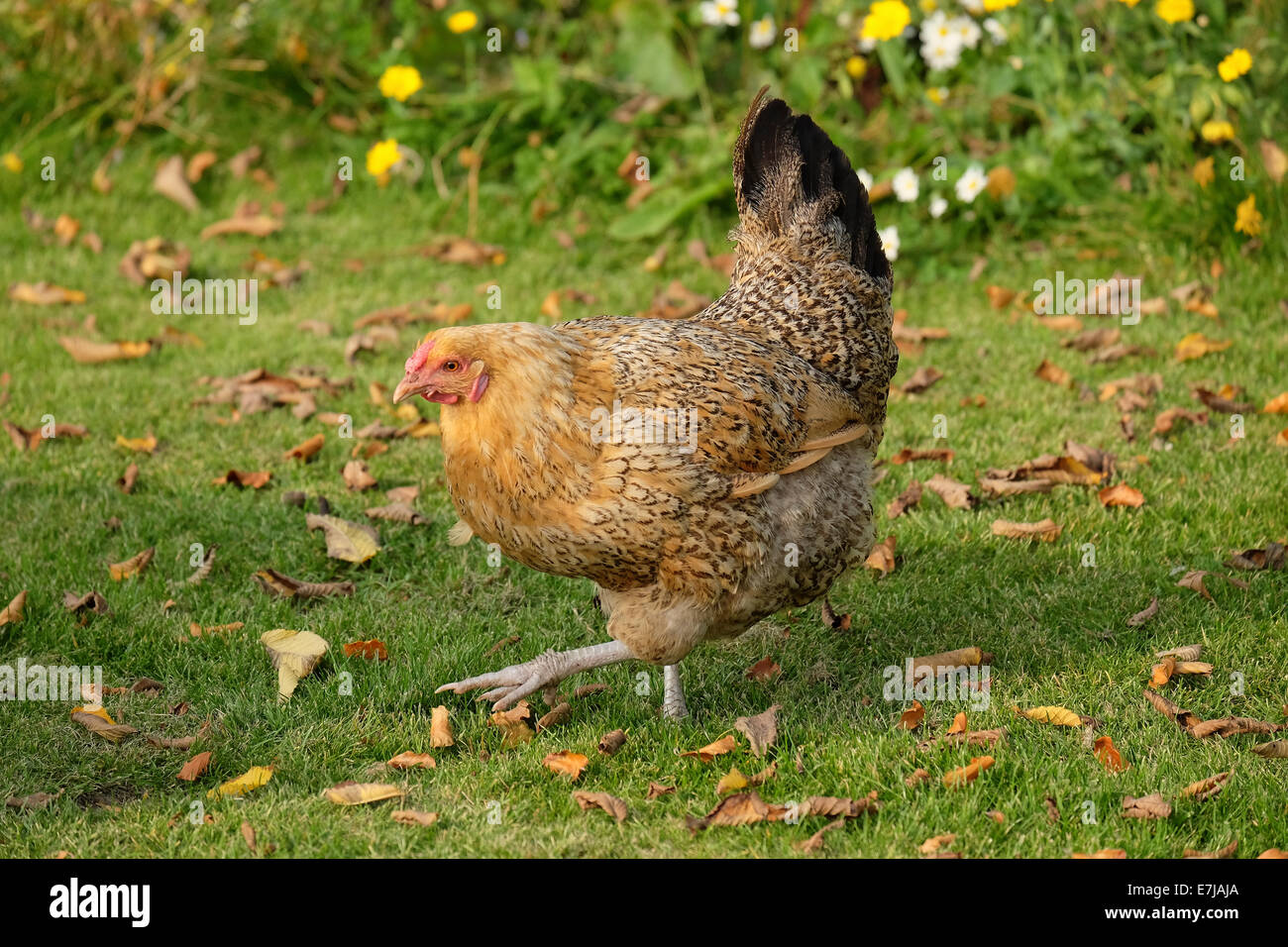 Pollo colorato Foto Stock