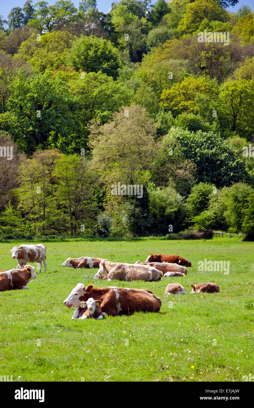 La mandria di Hereford x Charolais vacche e vitelli il loro appoggio nel sole di primavera a Hampton Court Castle Herefordshire UK Foto Stock