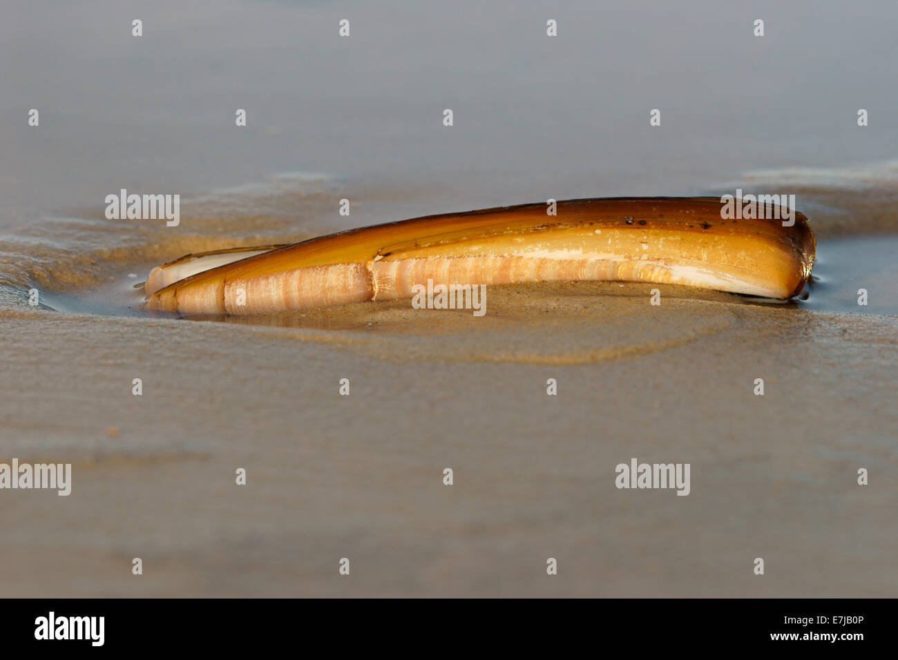 Guscio di una spada Cannolicchio curvo (Ensis ensis), Amrum, Nord Isole Frisone, Schleswig-Holstein, Germania Foto Stock