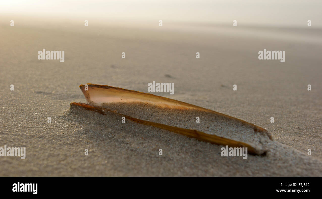 Guscio di una spada Cannolicchio curvo (Ensis ensis), Amrum, Nord Isole Frisone, Schleswig-Holstein, Germania Foto Stock