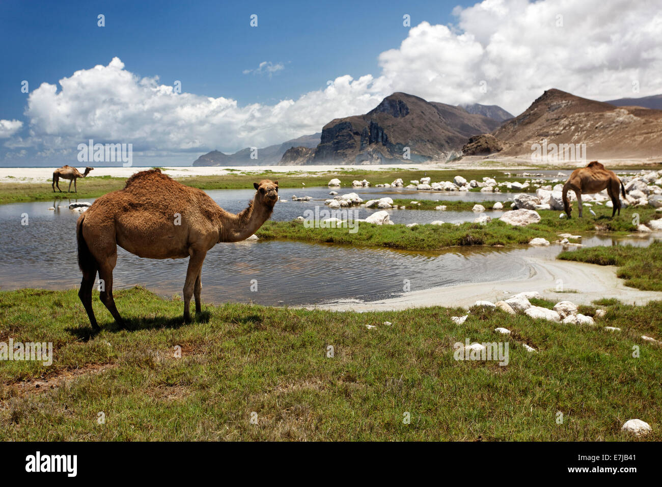 Dromedari o cammelli arabe (Camelus dromedarius) nell'acqua-ricca di wadi bocca all'Oceano Indiano, Salalah, regione di Dhofar Foto Stock