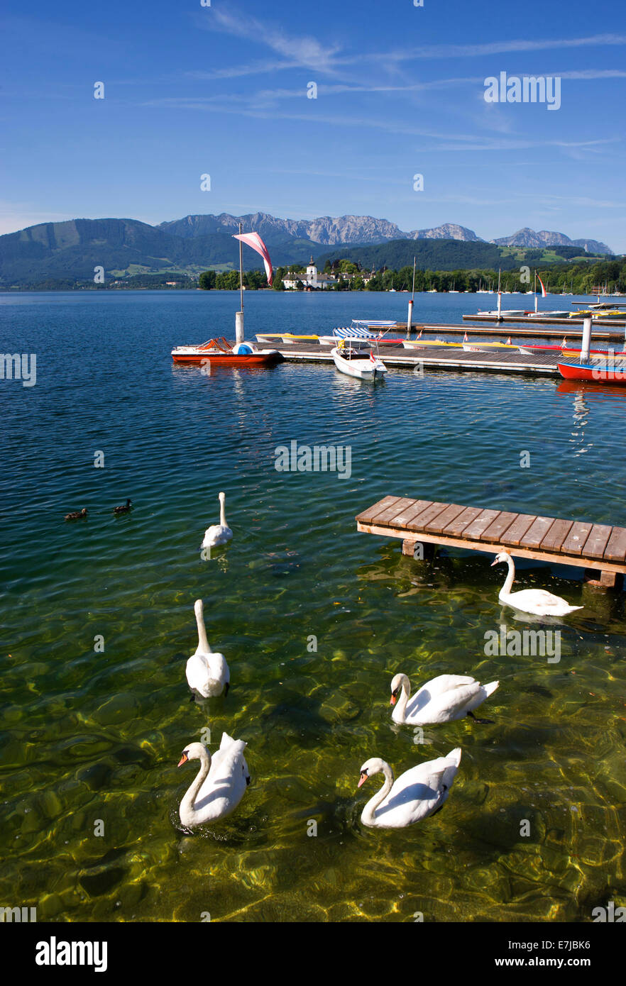 Cigni, Esplanade, lago Traunsee, Gmunden, Salzkammergut, Austria Foto Stock