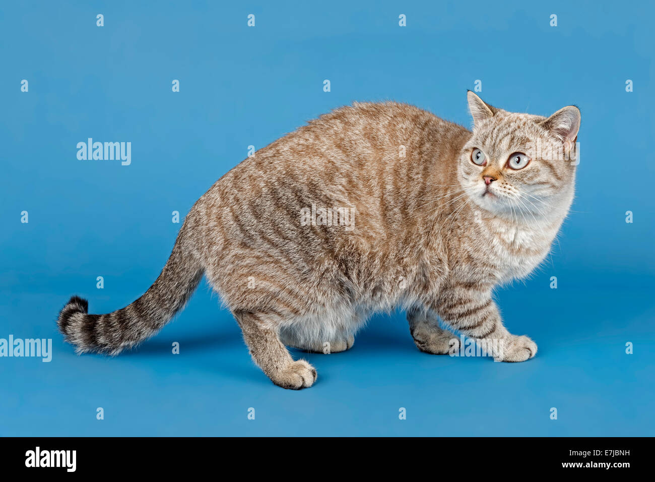 British Shorthair cat, 1,5 anni Tenuta del colore punto Lynx Foto Stock
