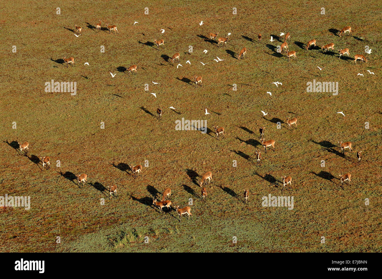Vista aerea, lechwes nero (Kobus leche smithemani), Bangweulu paludi, Provincia Luapula, Zambia Foto Stock