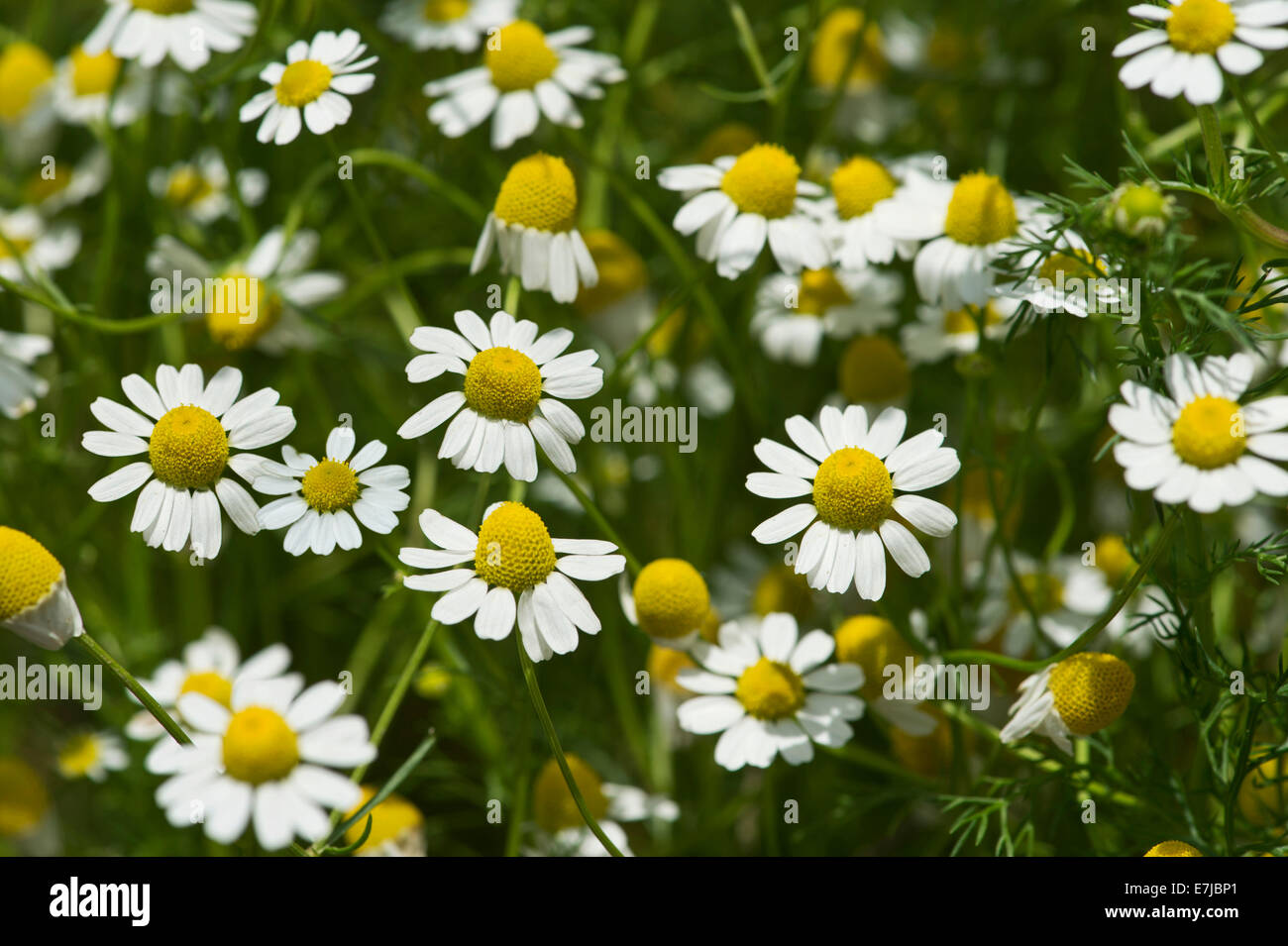 La camomilla (Matricaria chamomilla), fiori, Svizzera Foto Stock