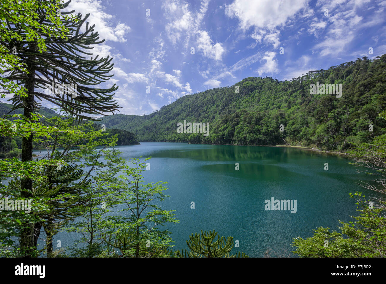 Lago Chico, Huerquehue National Park, Pucón, Regione Araucanía, Cile Foto Stock