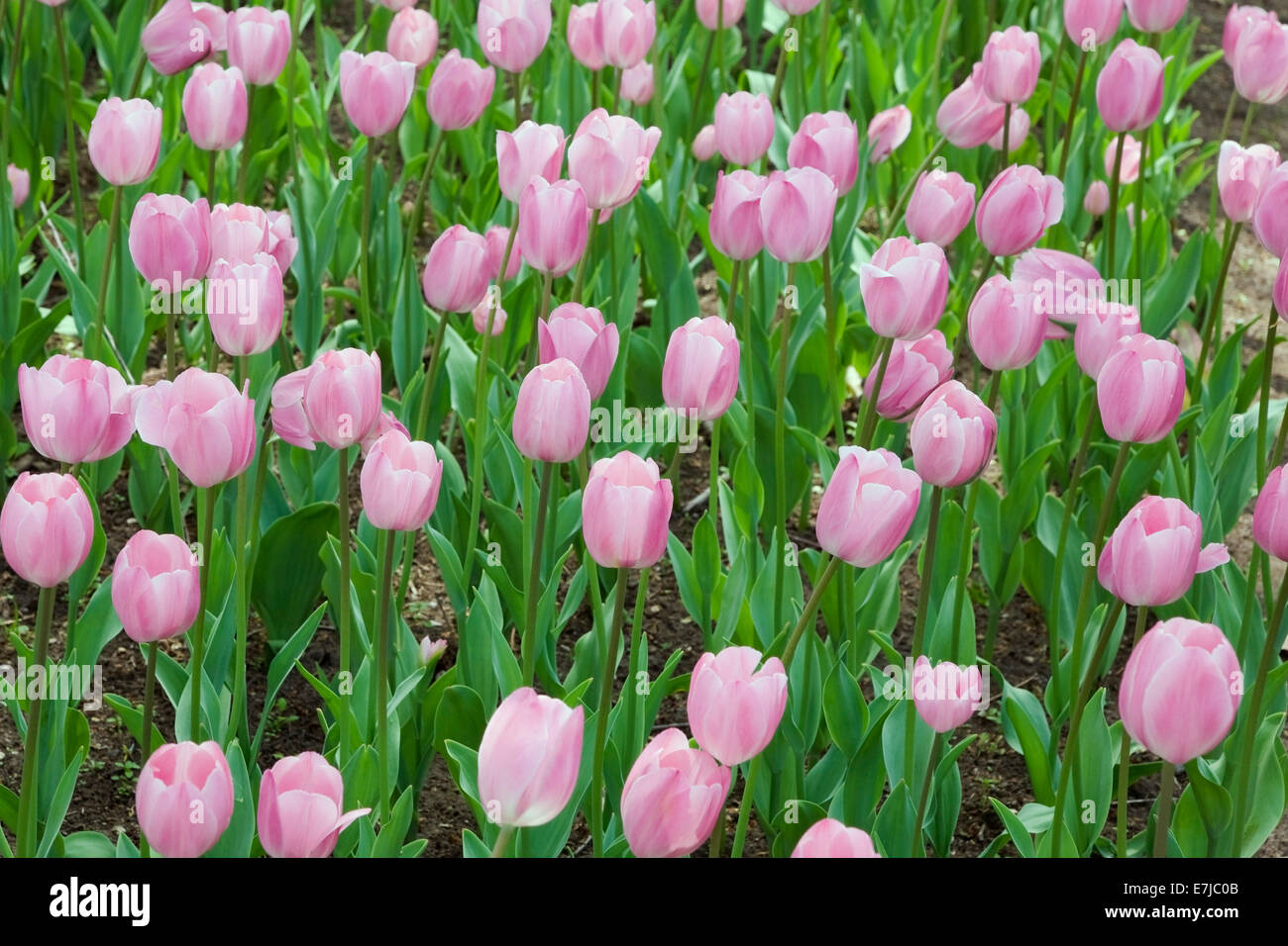 Unico a forma di coppa rosa e bianco Tulipani (Tulipa), Ottawa Tulip Festival, Ottawa, Ontario, Canada Foto Stock