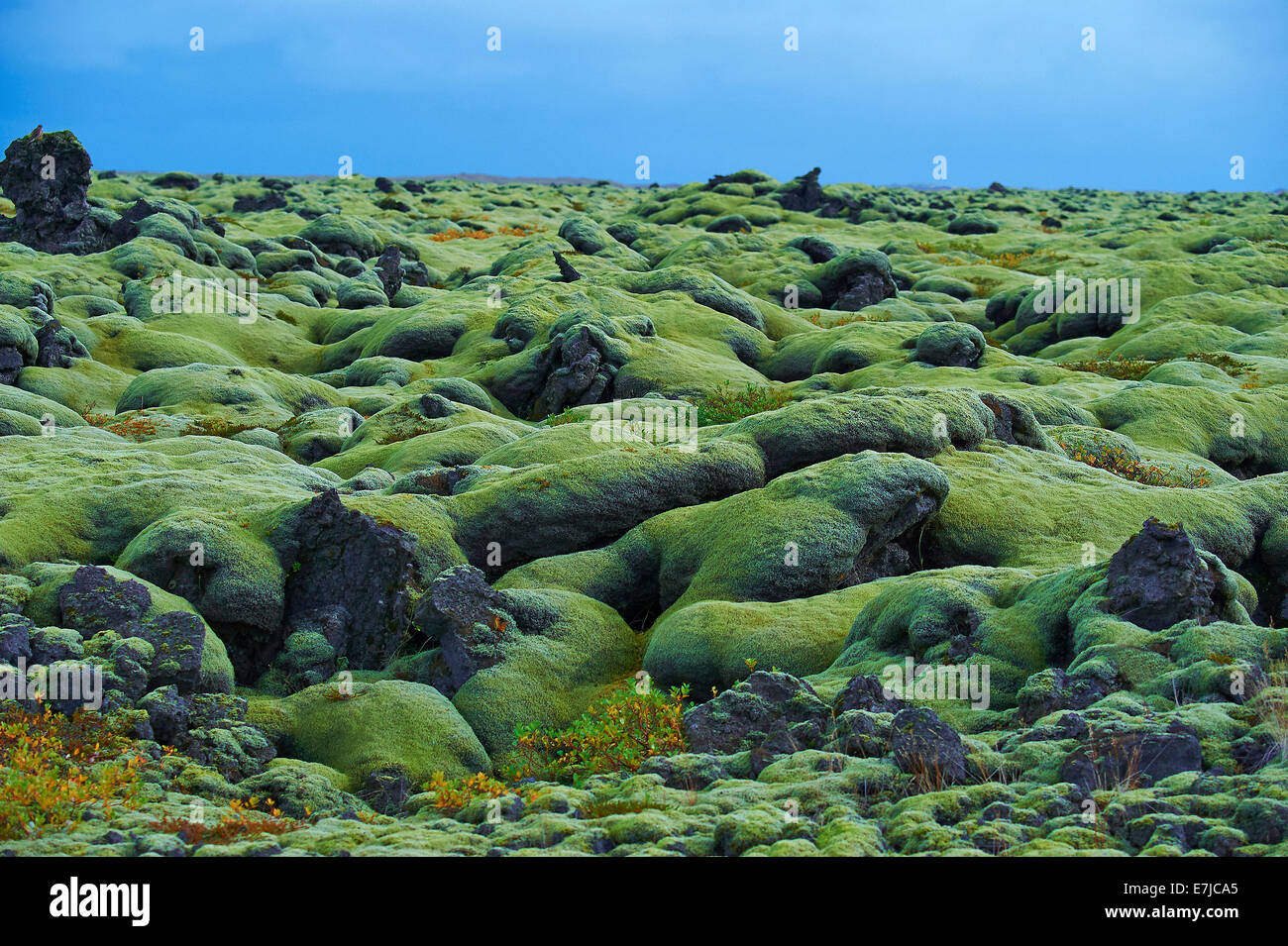 L'Islanda, muschio islandese, MOSS, Sudurland, Europa, vacanze, viaggi, natura Foto Stock
