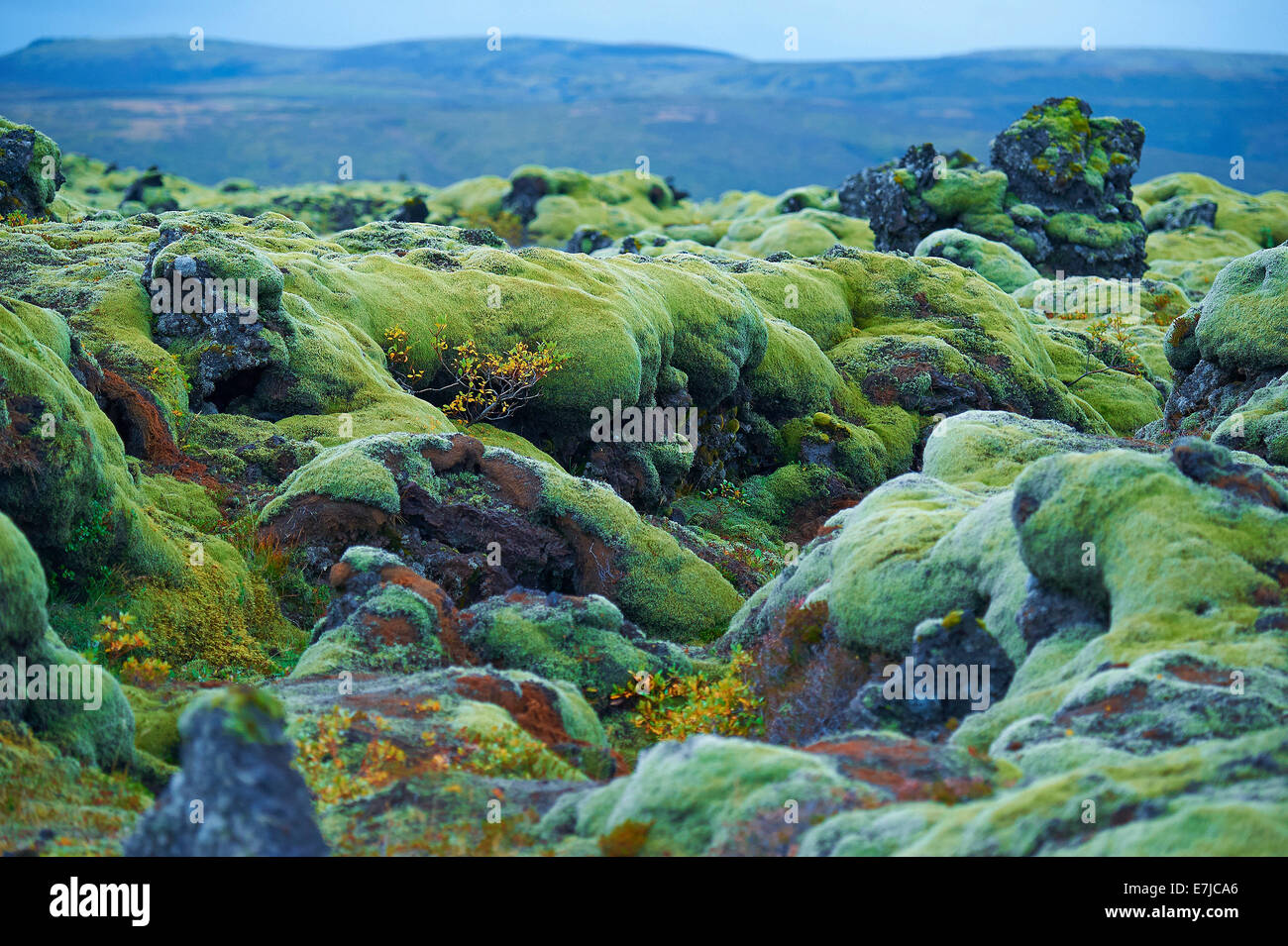 L'Islanda, muschio islandese, MOSS, Sudurland, Europa, vacanze, viaggi Foto Stock
