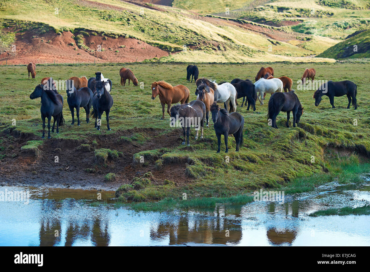 Plain, erba, Islanda, allevamento, Krysuvik, cavalli, riflessioni, animali, Europa, vacanze, viaggi Foto Stock