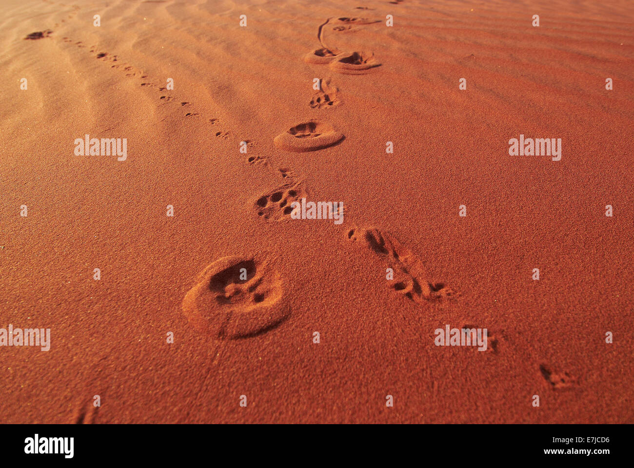 Africa, dune, deserto Namib, Namibia, sabbia, Sossusvlei, tracce, le tracce degli animali, Wolwedans, Foto Stock