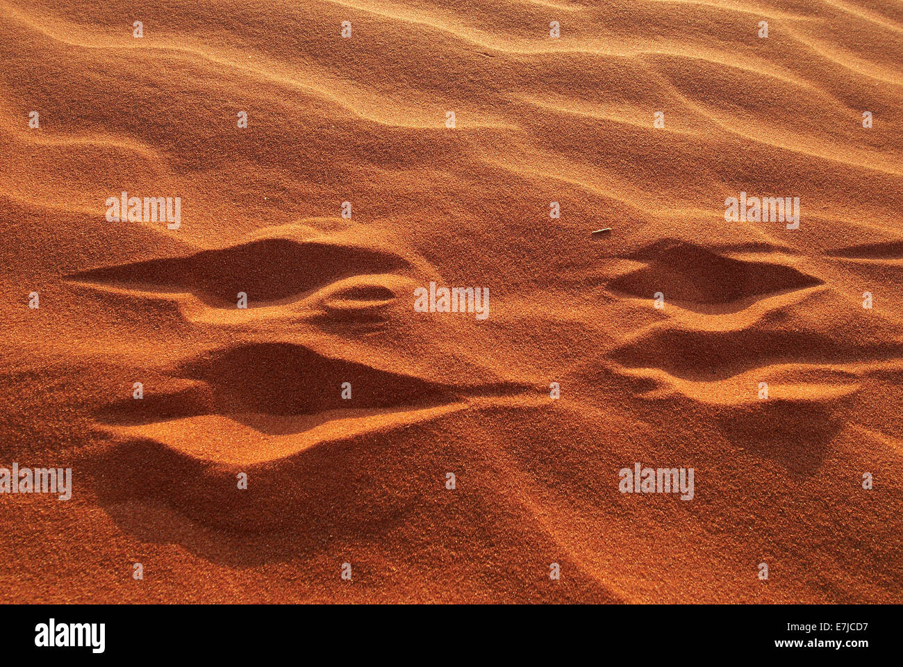 Africa, dune, deserto Namib, Namibia, sabbia, Sossusvlei, tracce, le tracce degli animali, Wolwedans, Foto Stock