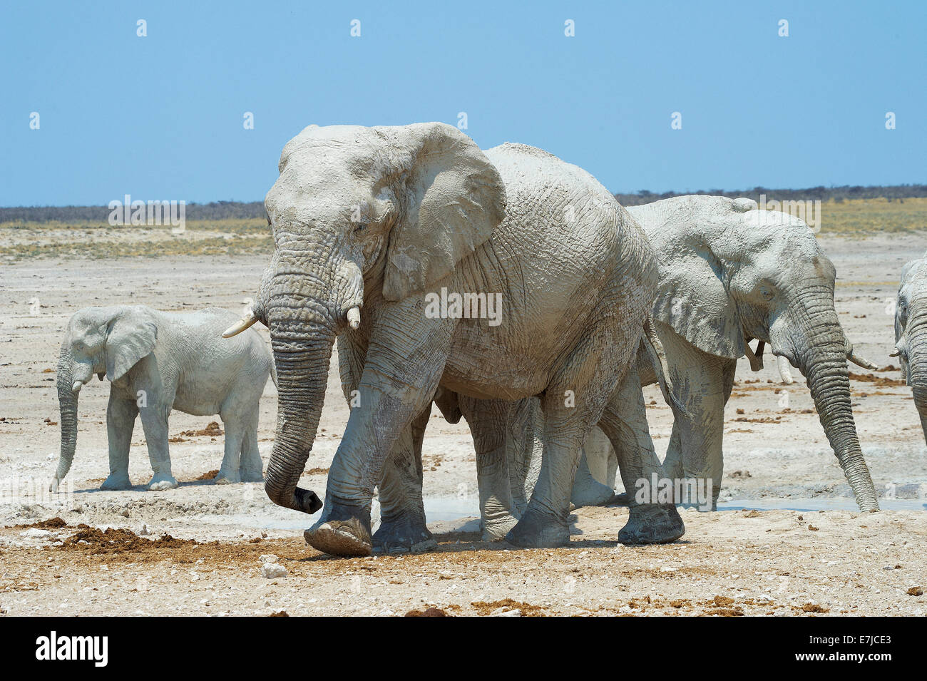 Africa, vecchi e giovani, pianura, elefante, Etosha, Loxodonta africana, Namibia, steppa, animali, Foto Stock