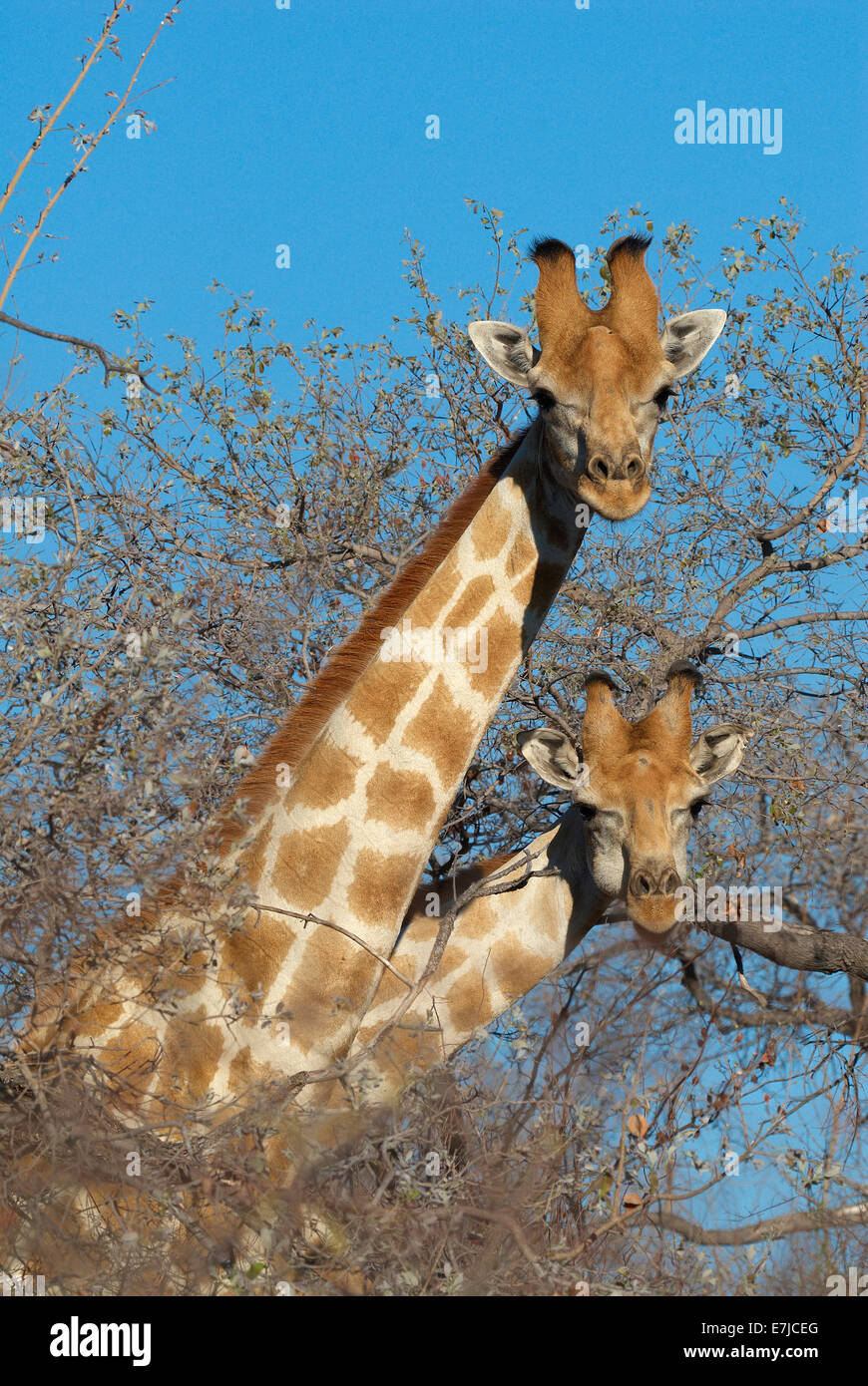 Africa, alberi, Giraffa camelopardalis, giraffe, Namibia, animali, acqua di montagna, Foto Stock