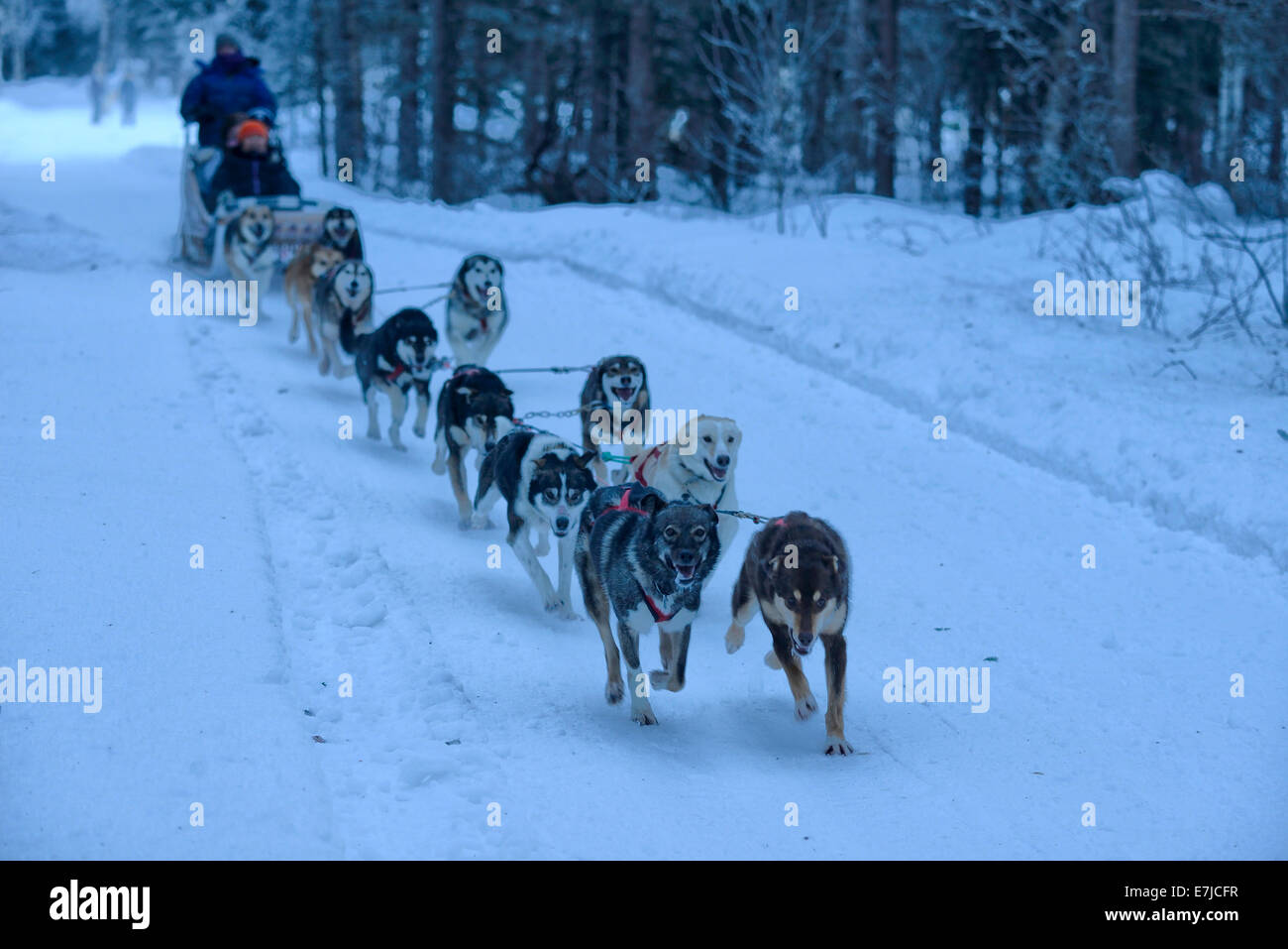Stati Uniti d'America, Stati Uniti, America, Alaska Fairbanks, Chena Hot Springs, sled dog, slittino, inverno, Foto Stock