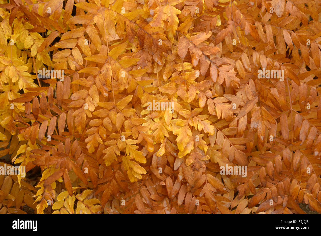Stati Uniti d'America, Stati Uniti, America, Maine, East Coast, New England, autunno autunno, estate indiana, natura, foresta, foglie Foto Stock