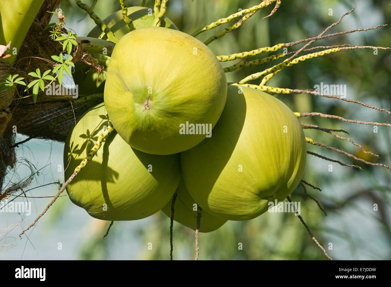 Asia, albero, frutta, noci di cocco, palma da cocco, palm, impianti nucifera, Thailandia Foto Stock
