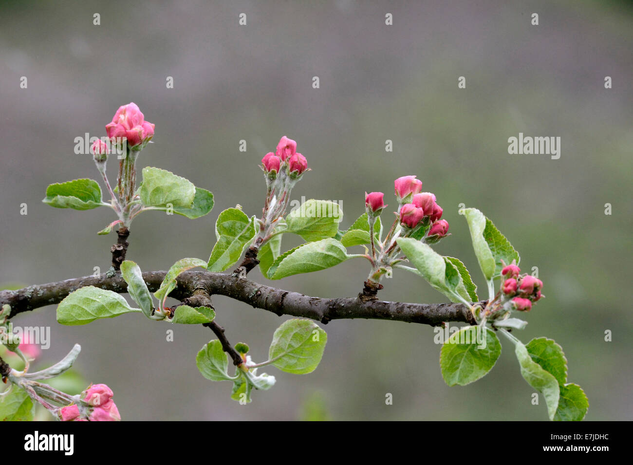 Blossoms, molla, tree blossom, tender blossoms, germogliano frutti, fiori, petali, Germania, Europa Foto Stock