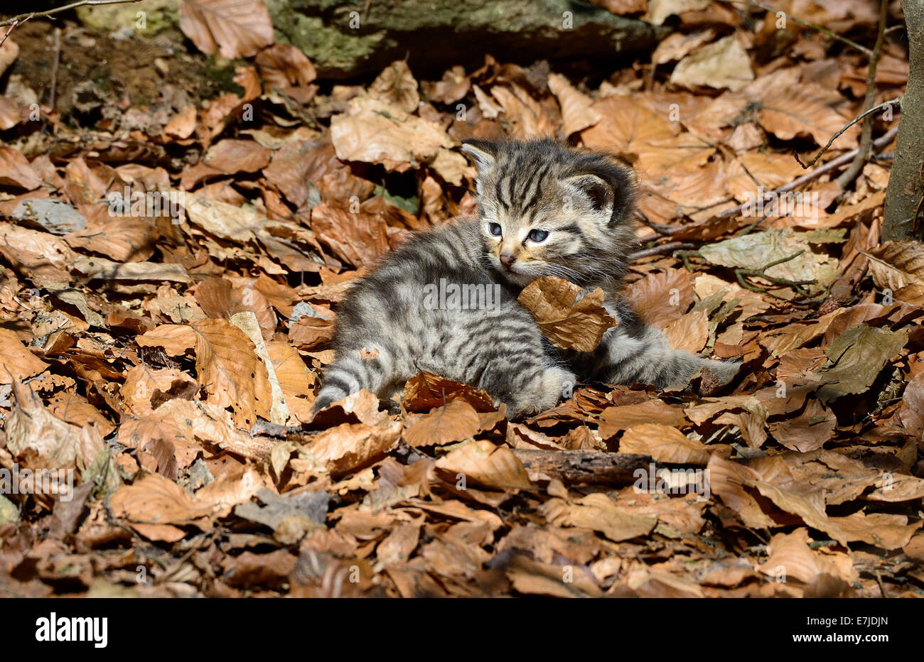Wildcat, animali predatori di gioco, predator, predatori, gatti piccoli, gatti,, gatti selvatici, Felis silvestris wildcats, Germania, Eur Foto Stock