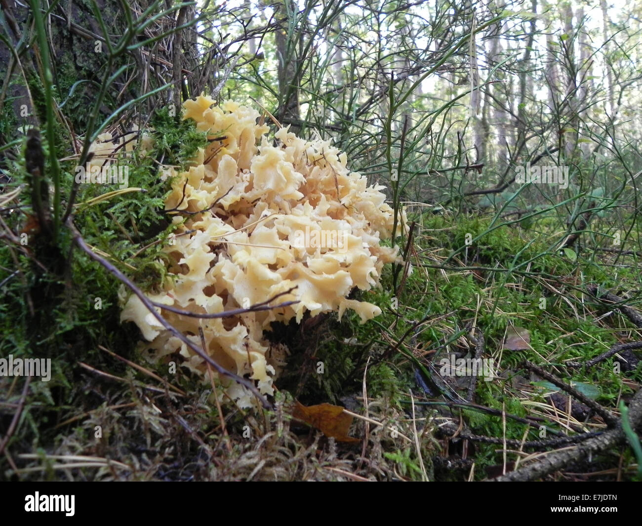 Funghi, Opisthokonta, eucariote, funghi, funghi commestibili, foresta di funghi fungo cavolfiore, Germania, Europa Foto Stock