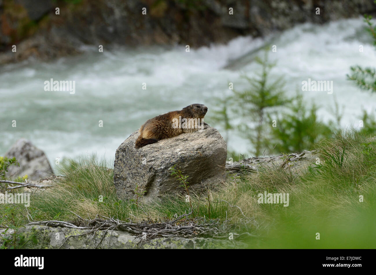 Marmotta, di roditore, animale, marmotta alpina, gopher, Marmota, alpine, Germania, Europa Foto Stock