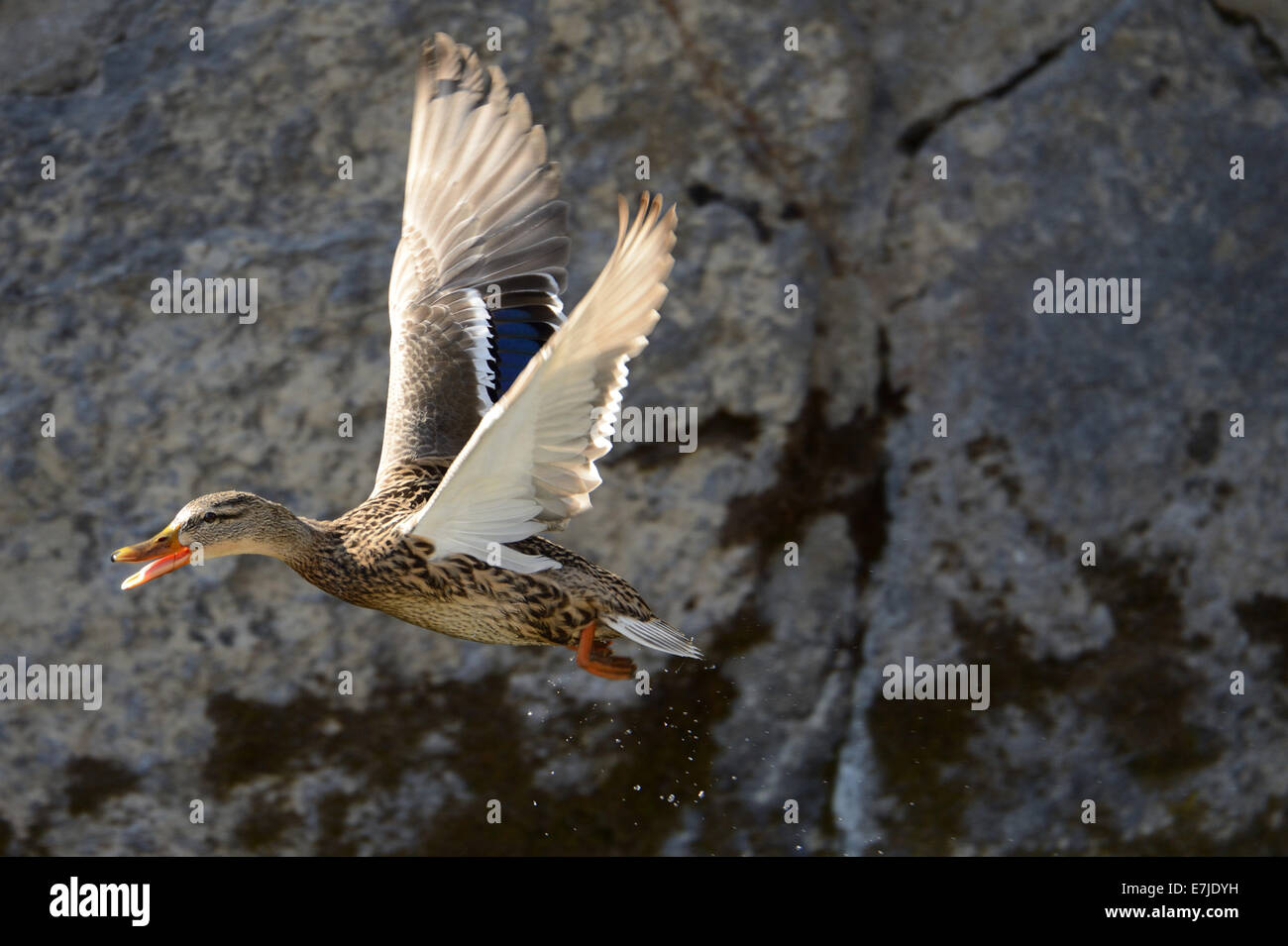 Duck, germano reale, anatre selvatiche, diving duck, anatre, uccelli acquatici, acqua bird, Anas platyrhynchos, uccelli, uccelli, anatre selvatiche, germani reali, Ge Foto Stock