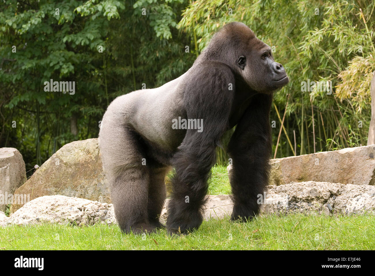 Monkey, pianura gorilla gorilla vertebrati terrestri, ape ape ritratto, primate, argento indietro, mammifero, western Foto Stock