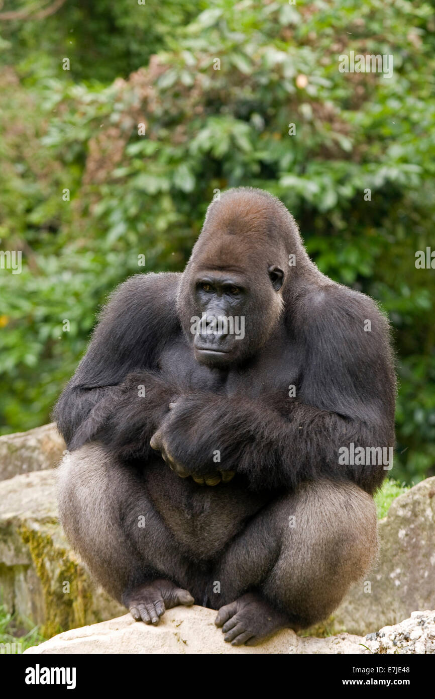 Monkey, pianura gorilla gorilla vertebrati terrestri, ape ape ritratto, primate, argento indietro, mammifero, western Foto Stock