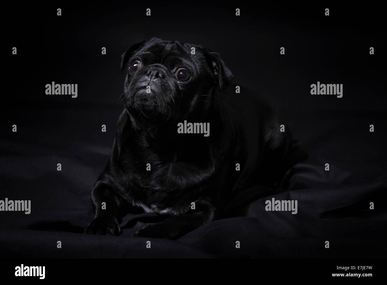 Animale domestico, Pet, cane, pug, grassi, ritratto, quattro gambe, animale, scuro, uno, elegante, giacciono, sfondo nero, dolce, nero, Foto Stock
