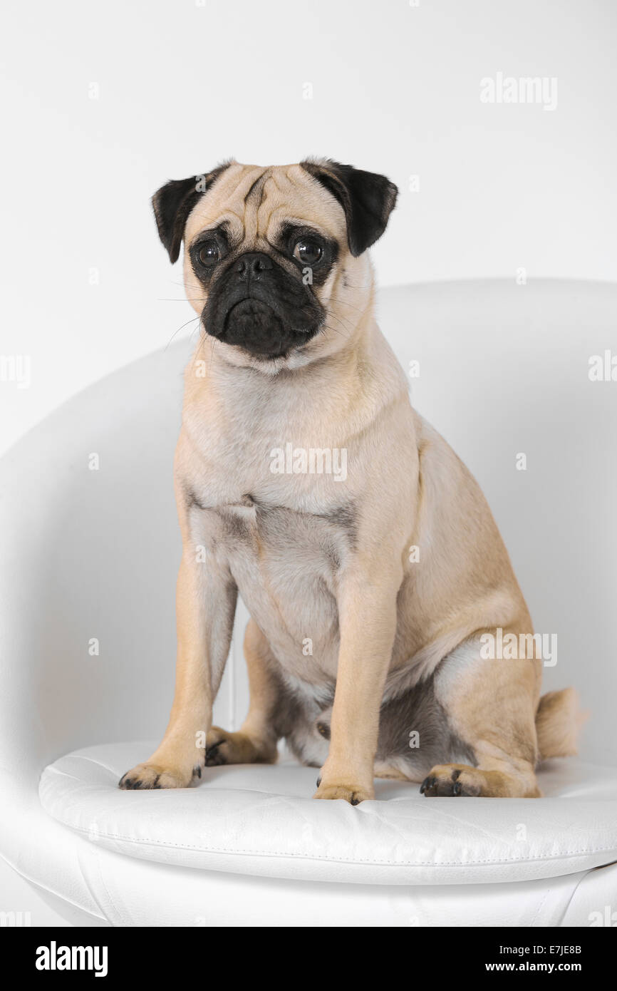 Isolato, animale domestico, pet, animali domestici, animali domestici, cane cani, MOPS, ritratto, poltrona, sedile, sedia, quattro gambe, animale, b Foto Stock