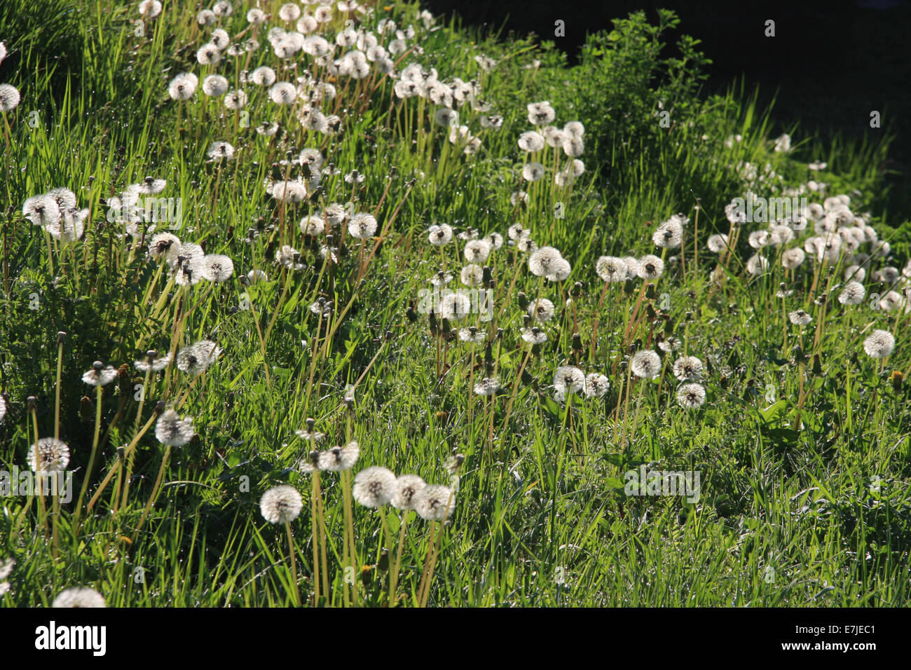 La Svizzera, Europa, canton Zurigo, prato, Tarassaco, blowball, fiore, verde Foto Stock