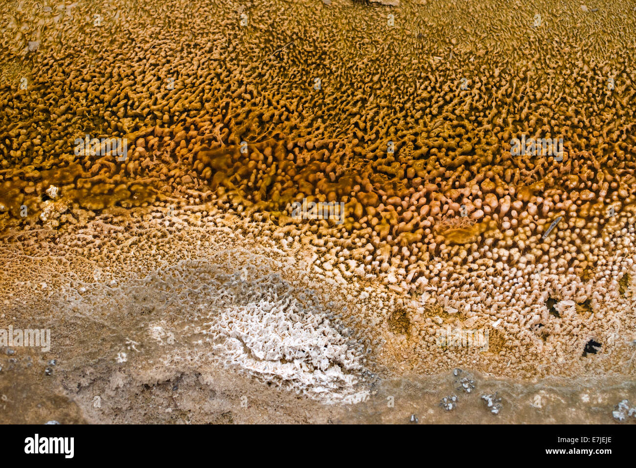 Termofilo, formazioni batteriche, Upper Geyser Basin, Yellowstone, Parco Nazionale, Wyoming USA, Stati Uniti, America, Foto Stock