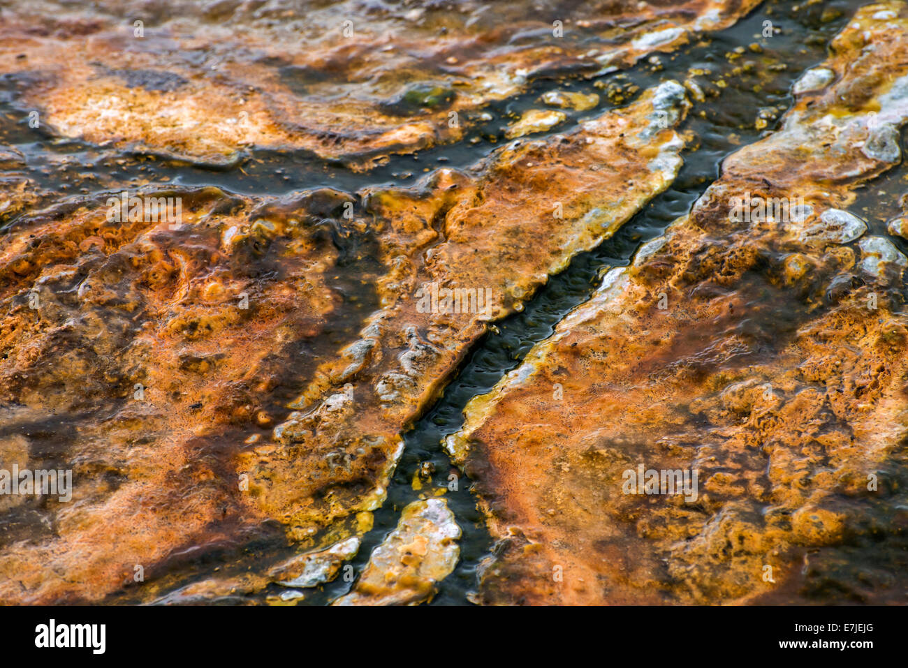 Termofilo, formazioni batteriche, Upper Geyser Basin, Yellowstone, Parco Nazionale, Wyoming USA, Stati Uniti, America, Foto Stock