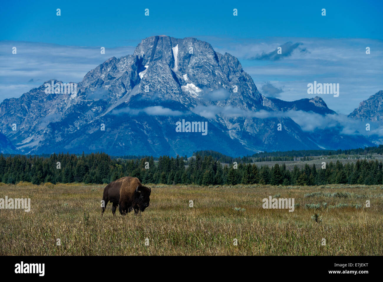 Bisonti, Buffalo, animale, Grand Teton National Park, Wyoming USA, Stati Uniti, America, Foto Stock