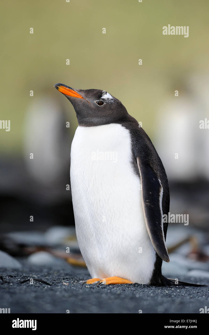 Pinguino Gentoo (Pygoscelis papua) in piedi su una spiaggia di sabbia nera, sub-antartiche Macquarie Island, in Australia. Foto Stock