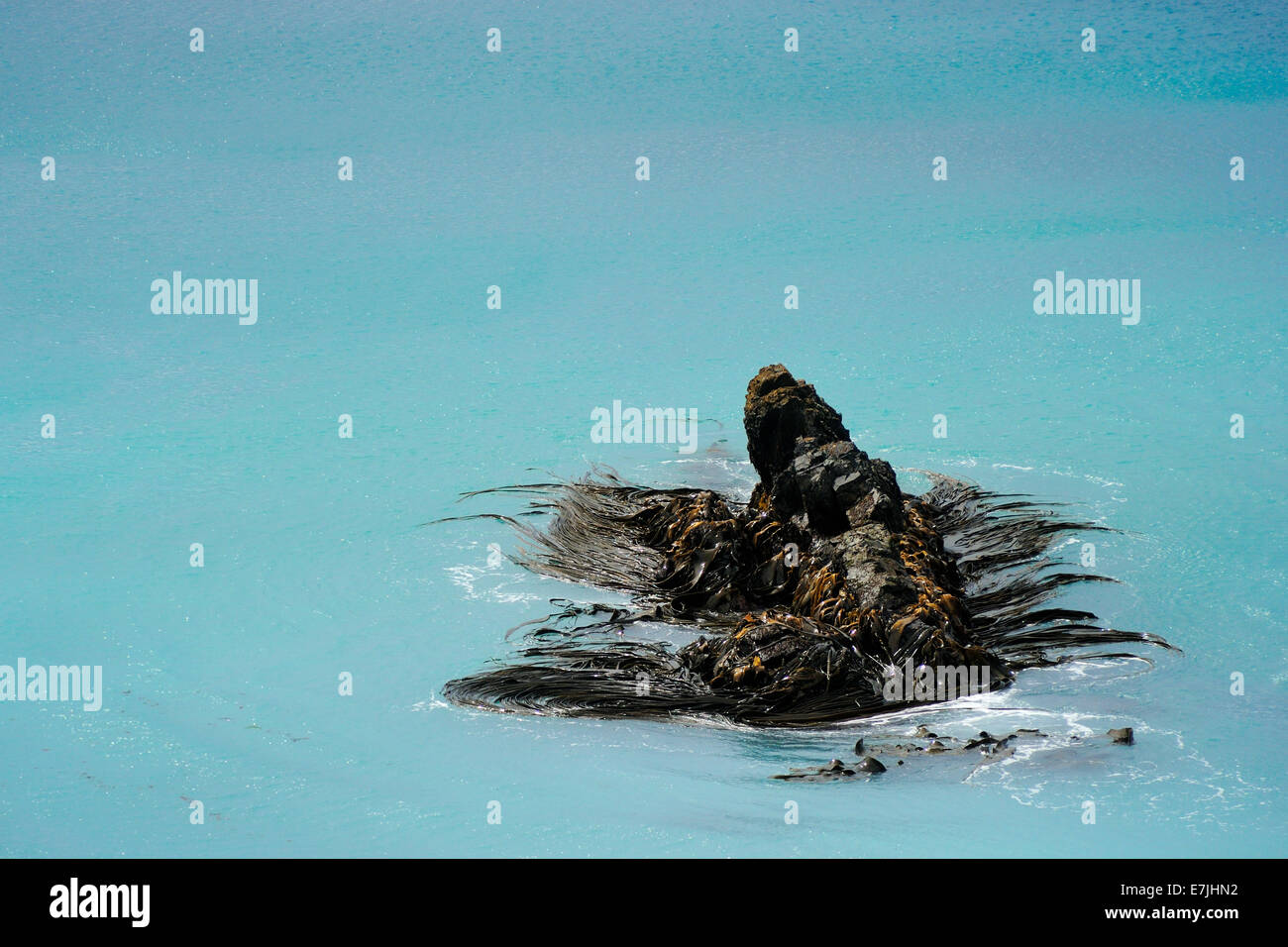 Alghe brune (Phaeophyceae) su una roccia nell'oceano sub-antartico, isola di Macquarie, Australia. Foto Stock